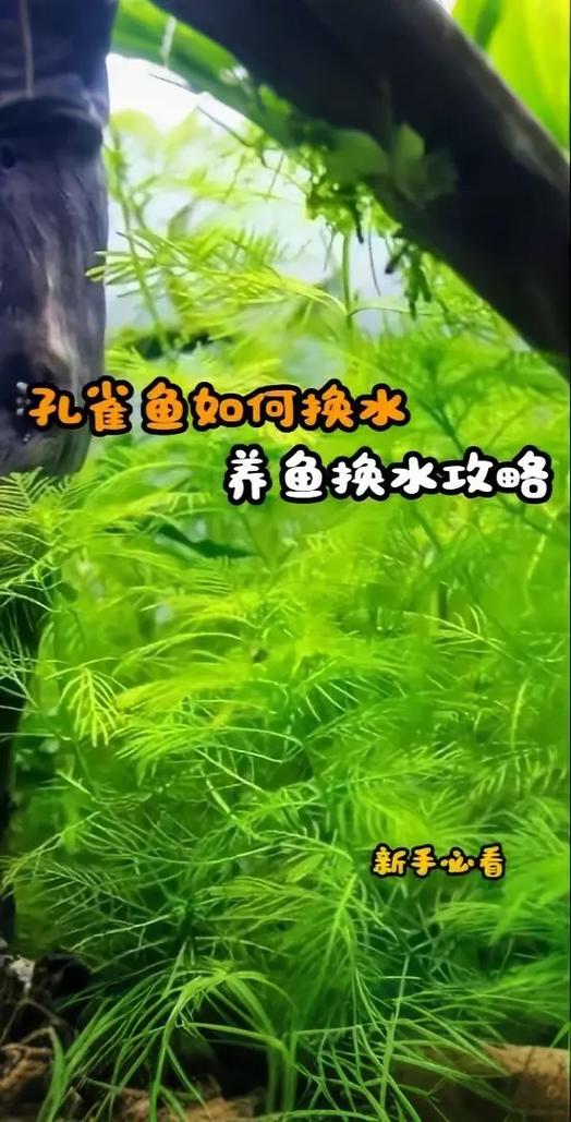 鱼缸早上换水还是晚上