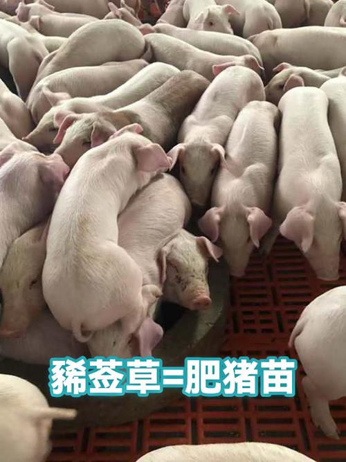 肥猪苗草图片