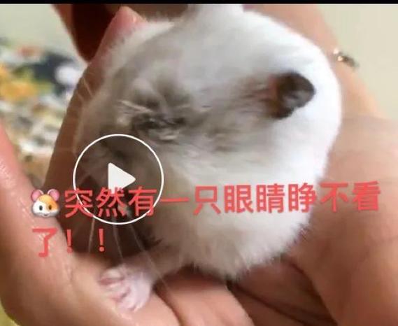 天哥养仓鼠游戏截图