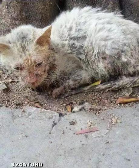 刚捡回来的流浪猫怎么处理图标