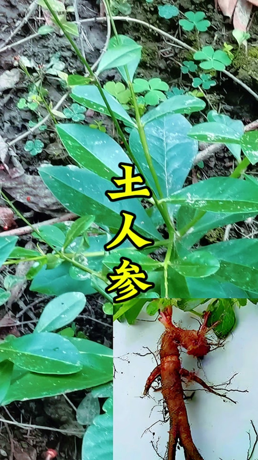 土人参有什么功效图标