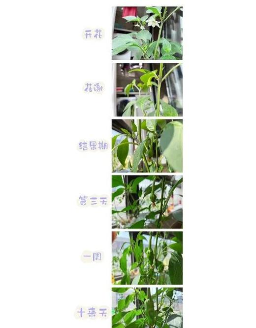 青椒的全部小说缩略图