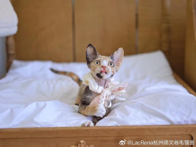 郑州西施猫咪主播