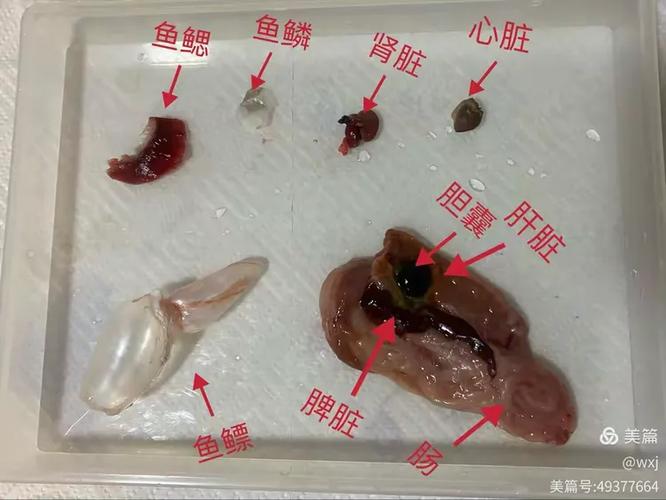 特小鱼太小怎么去内脏游戏截图