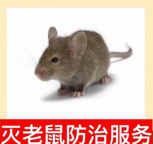 如何彻底清除家里的虫子游戏截图