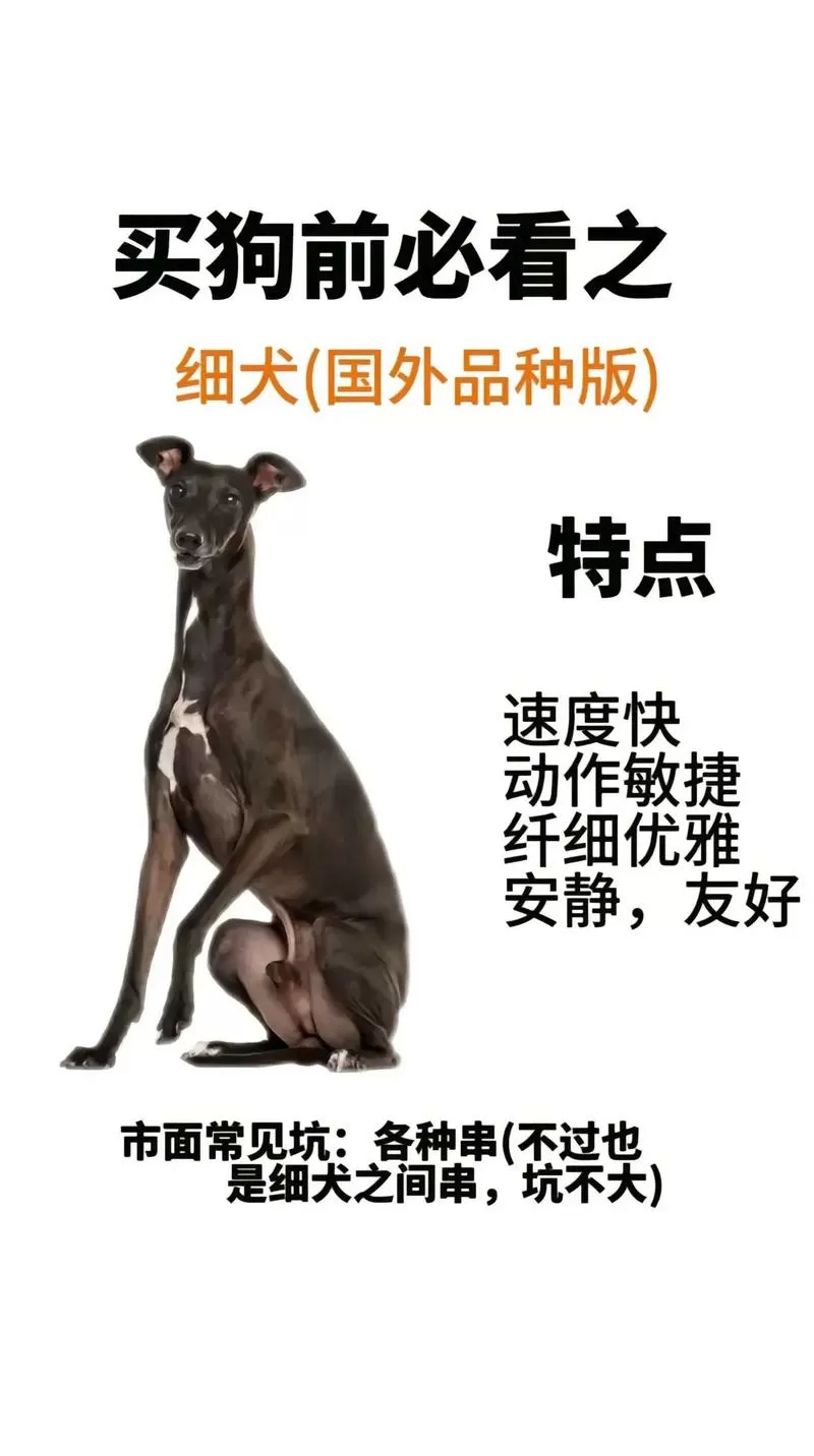 细狗app改名叫啥了